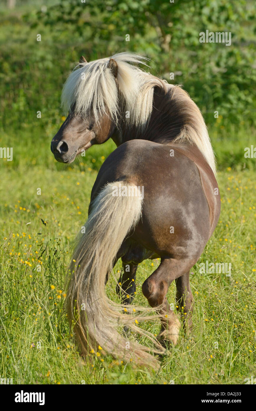 Argento colline punteggiano islandese stallone cavallo con lunga criniera Foto Stock
