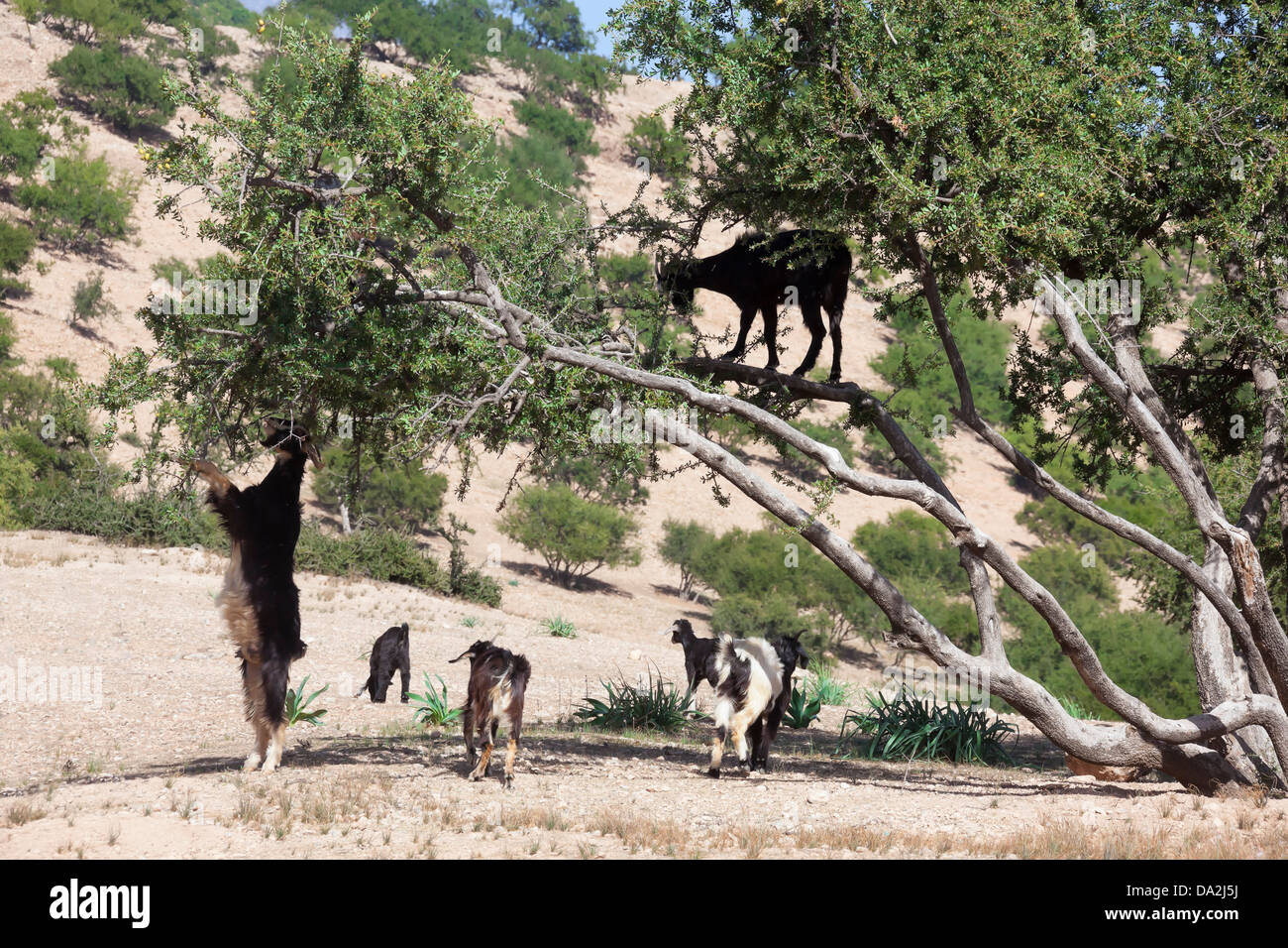 Capre intorno e su un albero di argan. Foto Stock