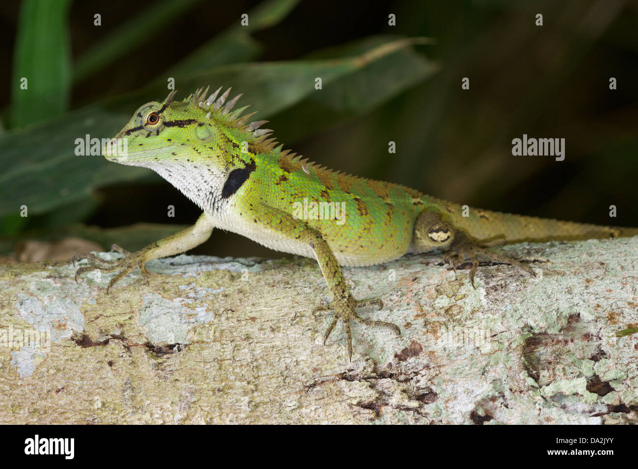 Emma Grey's Forest Lizard (Calotes emma), noto anche come la Foresta Crested Lizard, è un drago lucertola che si trovano in tutta l'Asia. Foto Stock