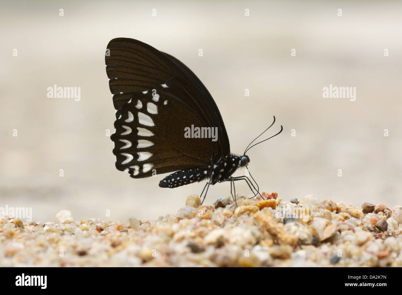 Papilio castor mahadeva, Siamesi Raven butterfly. Chaloem Phrakiat Prachan Thai Parco Nazionale, Thailandia. Foto Stock