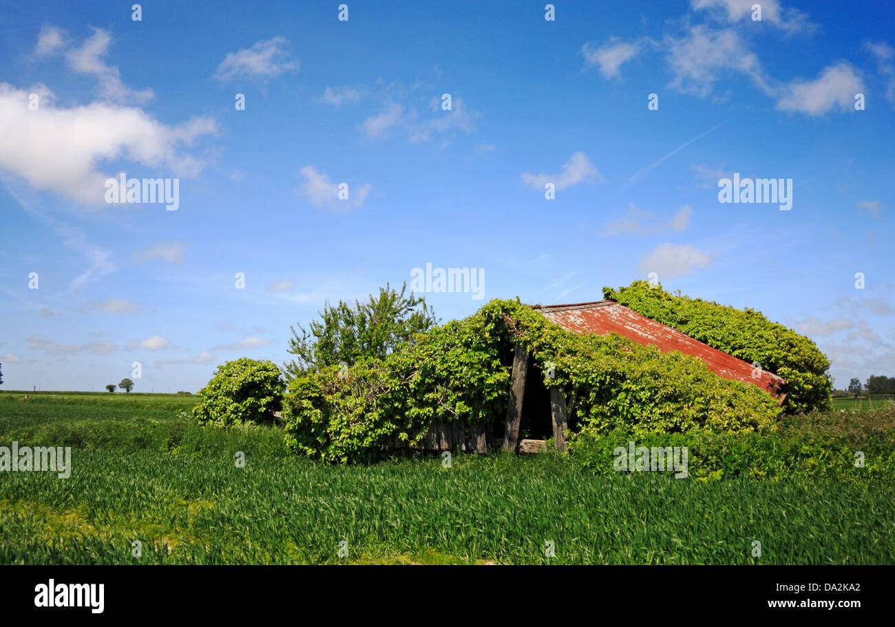 Una volta compresso coperto di edera edificio fattoria in un campo nella campagna di Norfolk. Foto Stock