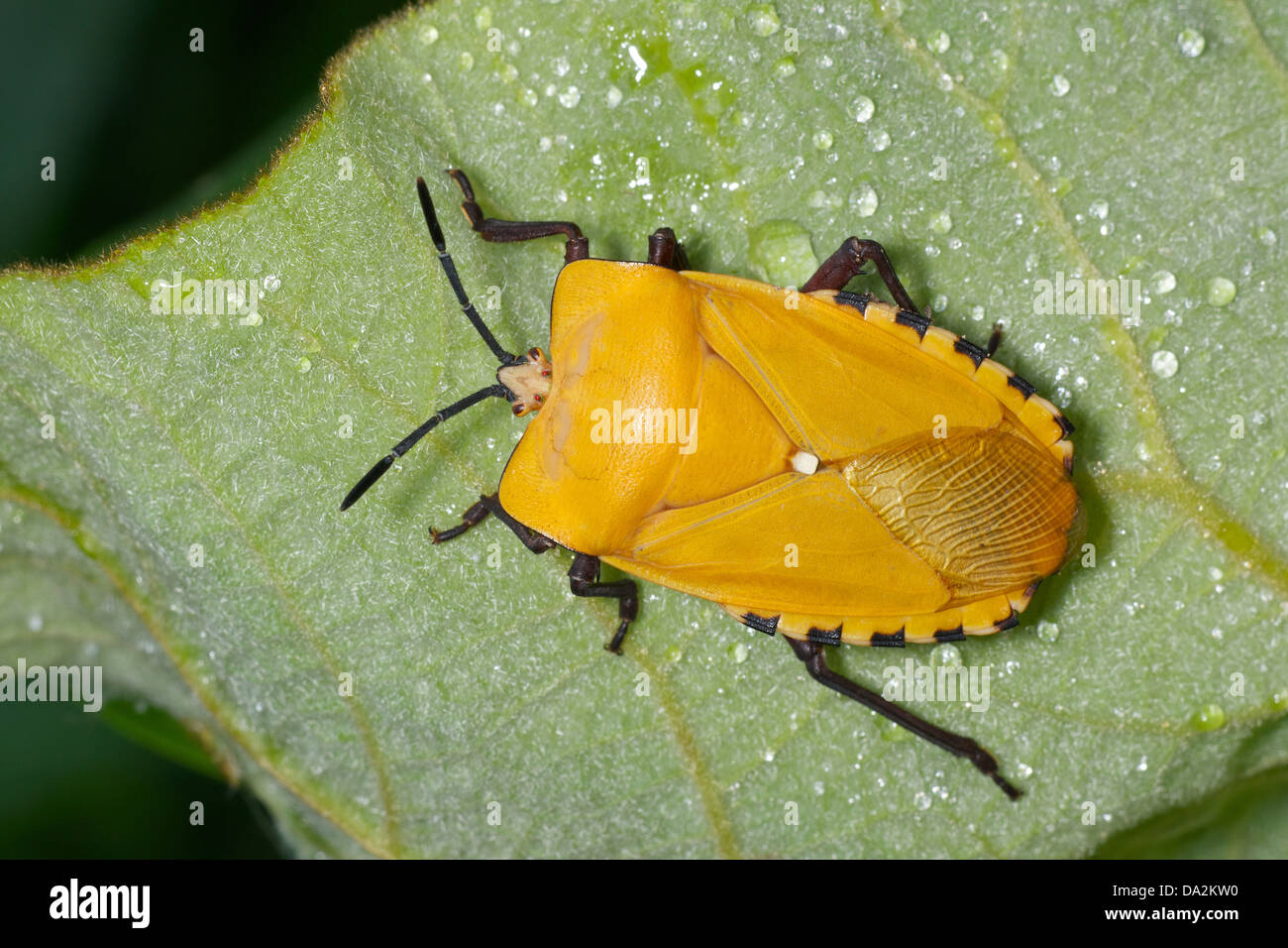Tessarotomidae schermo gigante bug in Kaeng Krachan Parco Nazionale della Thailandia. Foto Stock