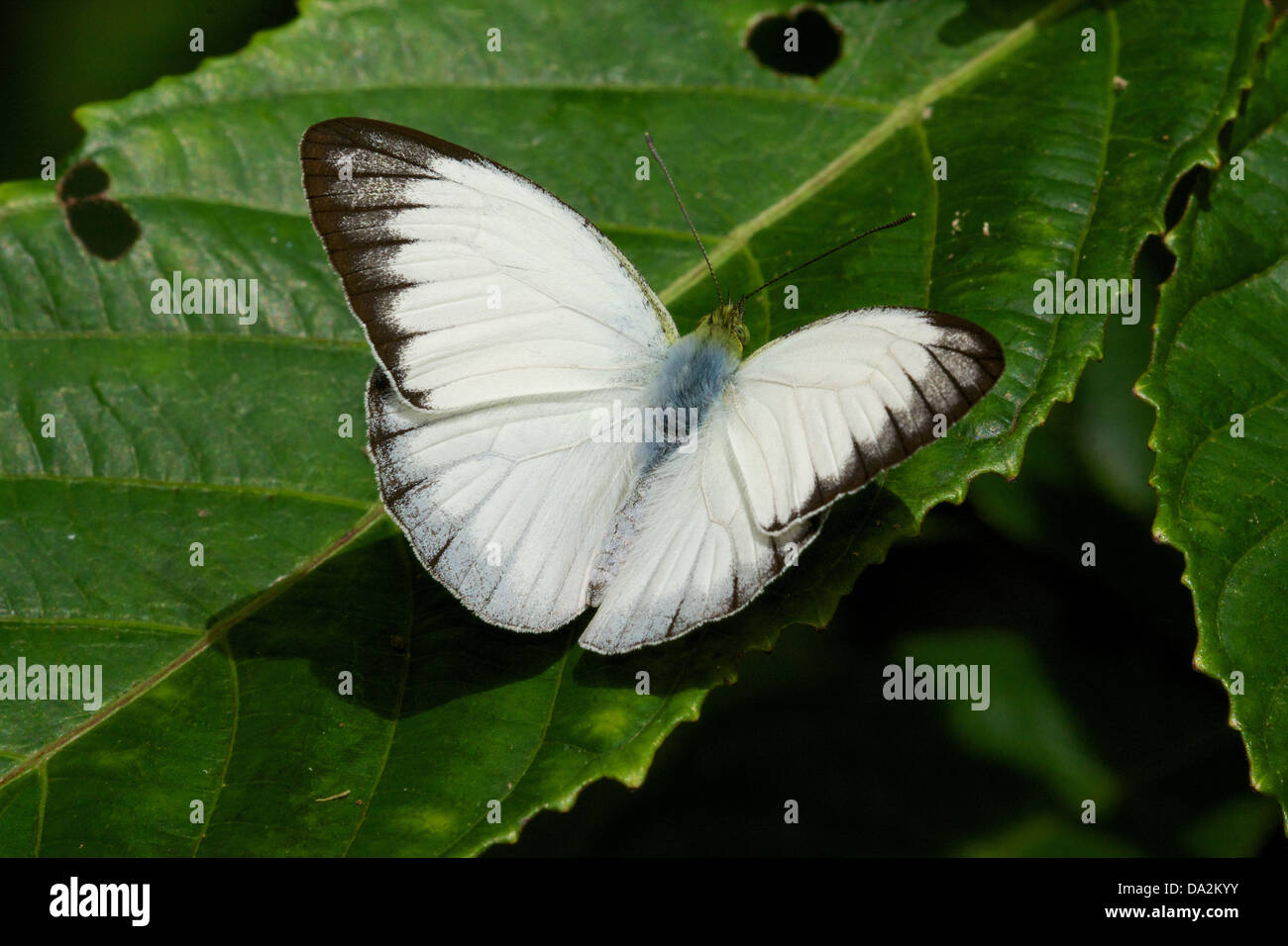 Udaiana cynis cynis, la foresta di bianco, è una farfalla nella famiglia Pieridae. Essa si trova nel sud-est asiatico. Foto Stock