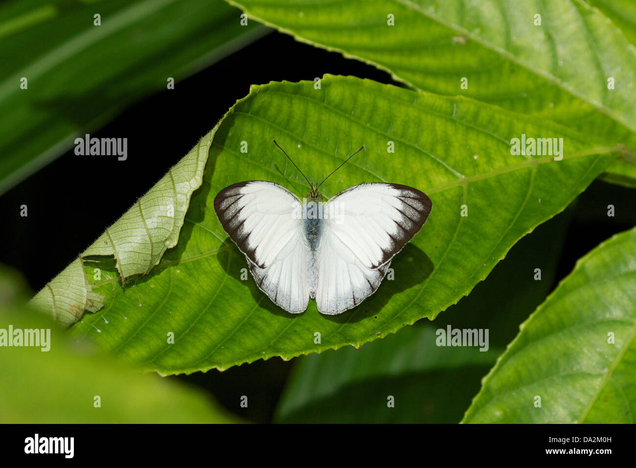 Udaiana cynis cynis, la foresta di bianco, è una farfalla nella famiglia Pieridae. Essa si trova nel sud-est asiatico. Foto Stock