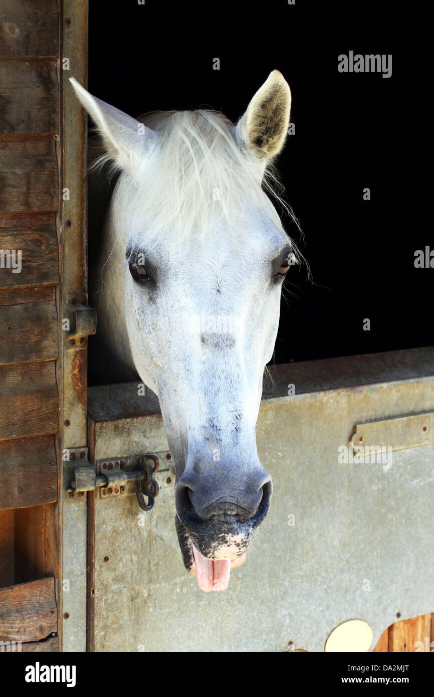 Bianco cavallo divertenti nella stalla. Foto Stock