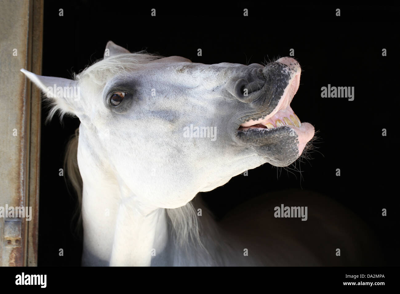 Bianco cavallo divertenti nella stalla. Foto Stock