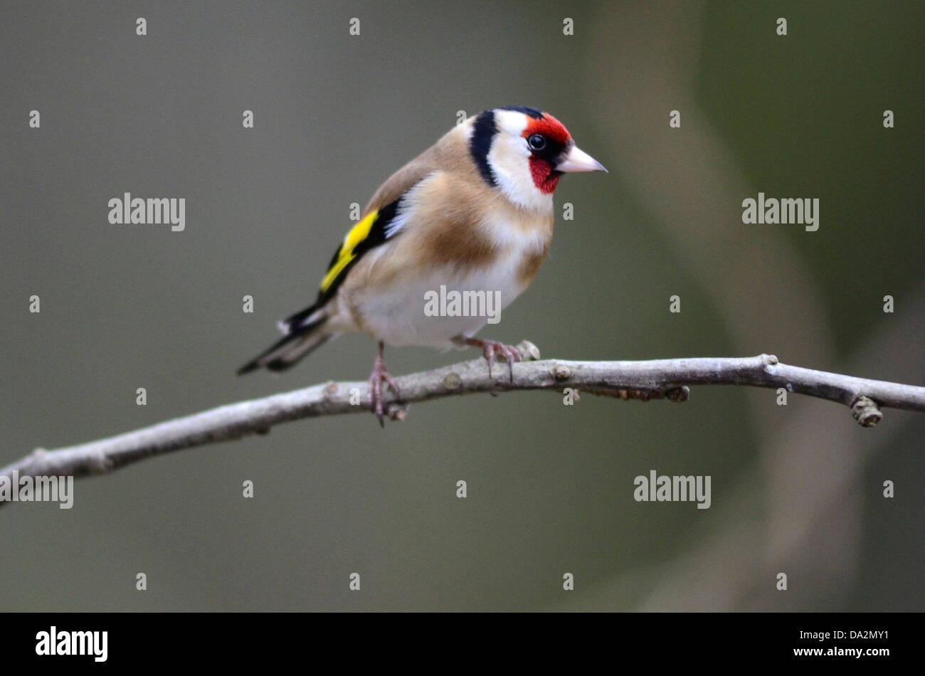 Un cardellino appollaiato su un ramoscello REGNO UNITO Foto Stock
