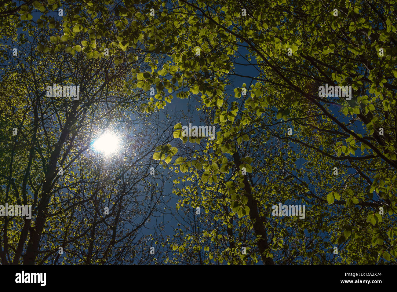 Sole che splende foglie verdi fotosintesi a molla Foto Stock