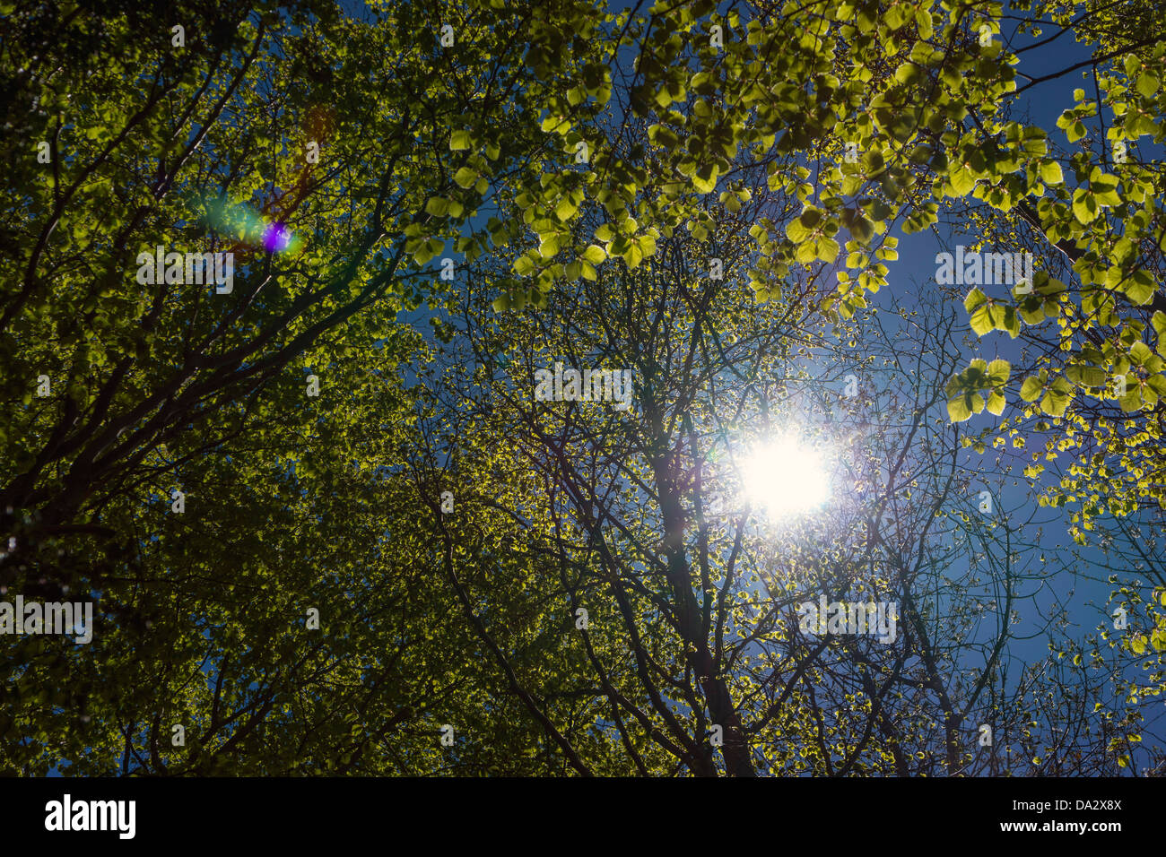Sole che splende foglie verdi fotosintesi a molla Foto Stock