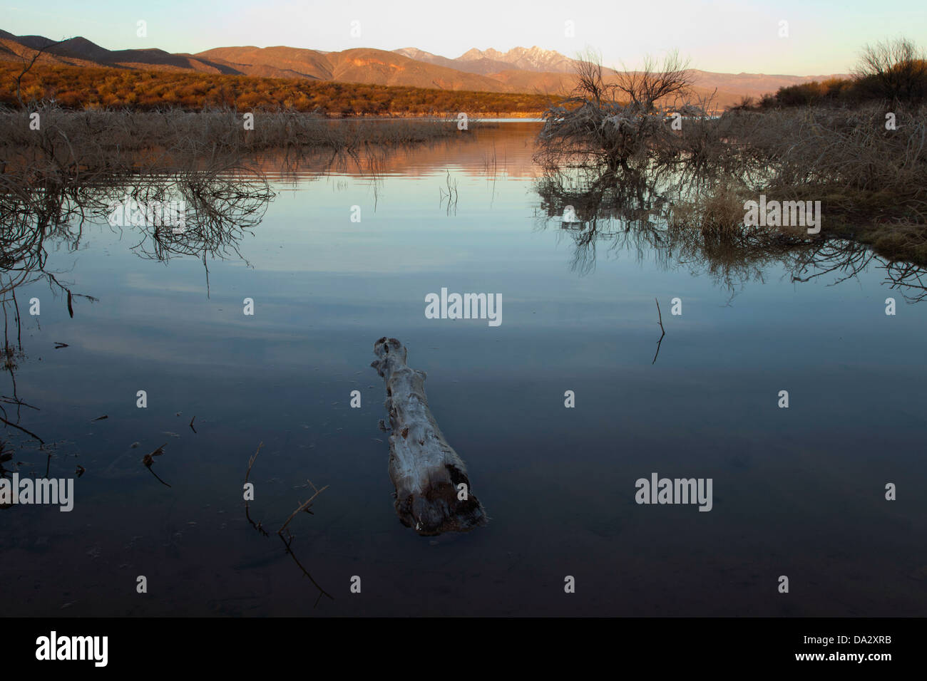 Spazzola morto in acqua bassa nel lago di Roosevelt in central Arizona. Foto Stock