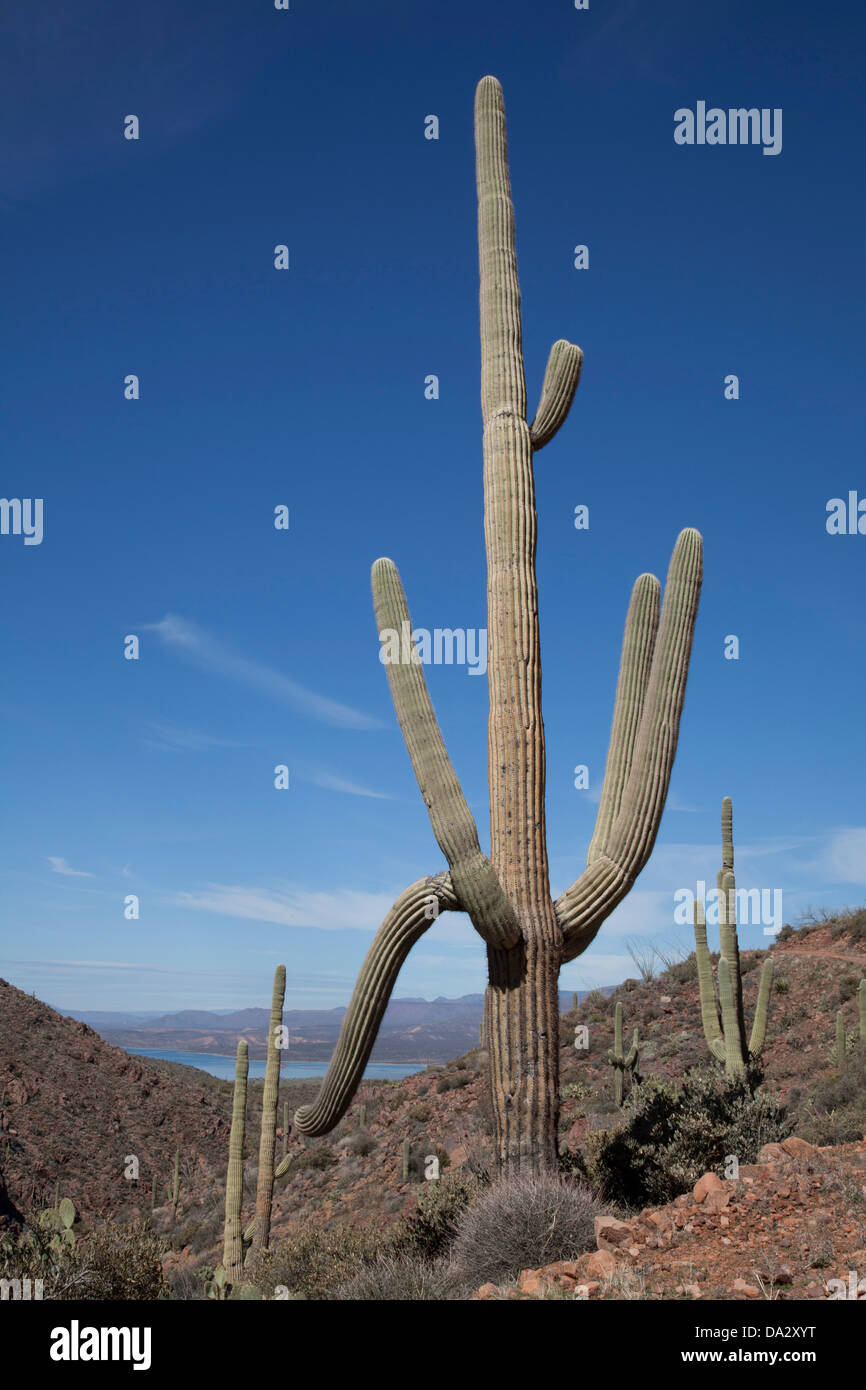 Cactus Saguaro nel bacino Tonto in central Arizona. Foto Stock