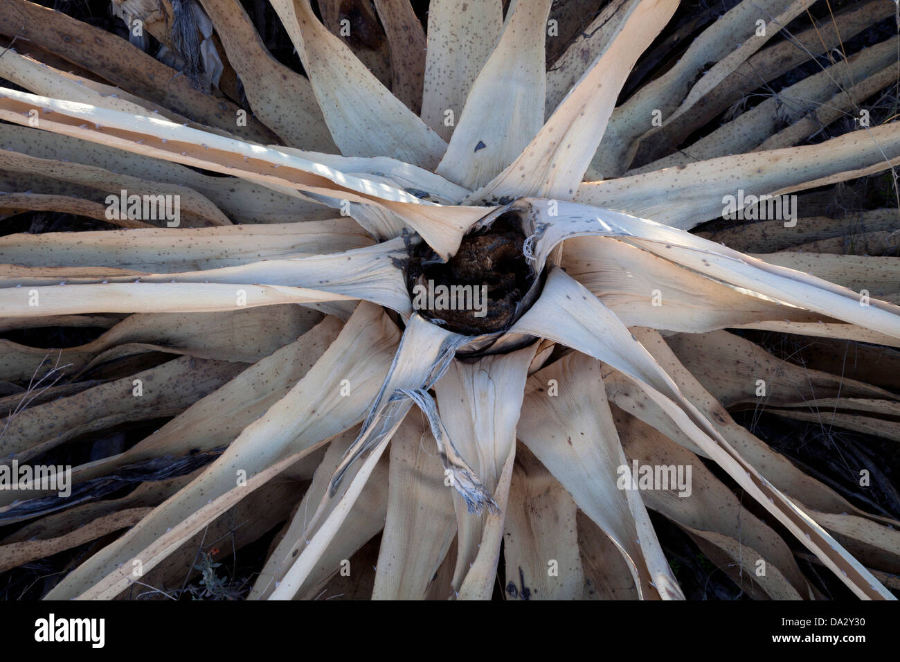 Secolo morto in pianta il Superstition Mountains in central Arizona. Foto Stock