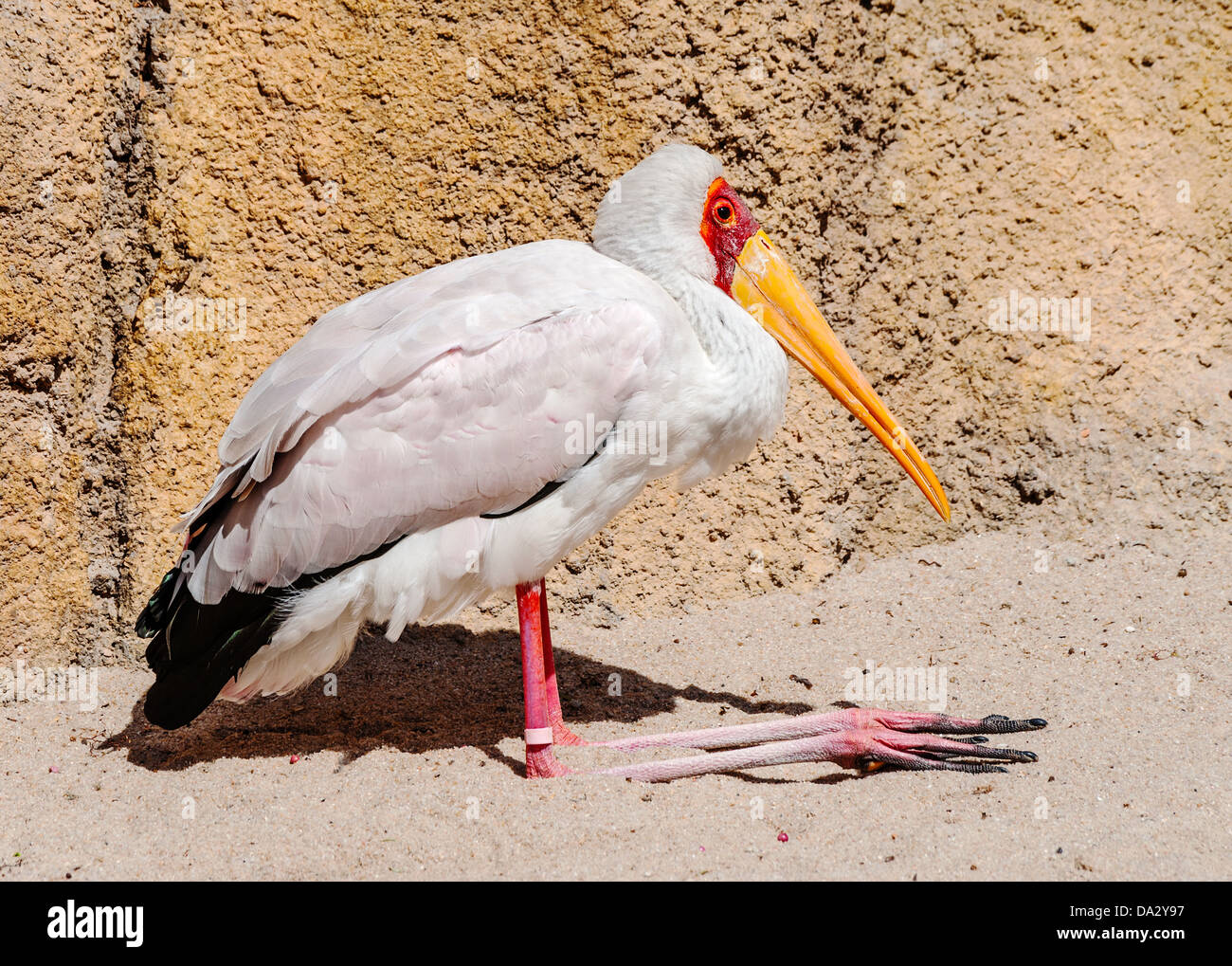 Giallo fatturati Stork Foto Stock