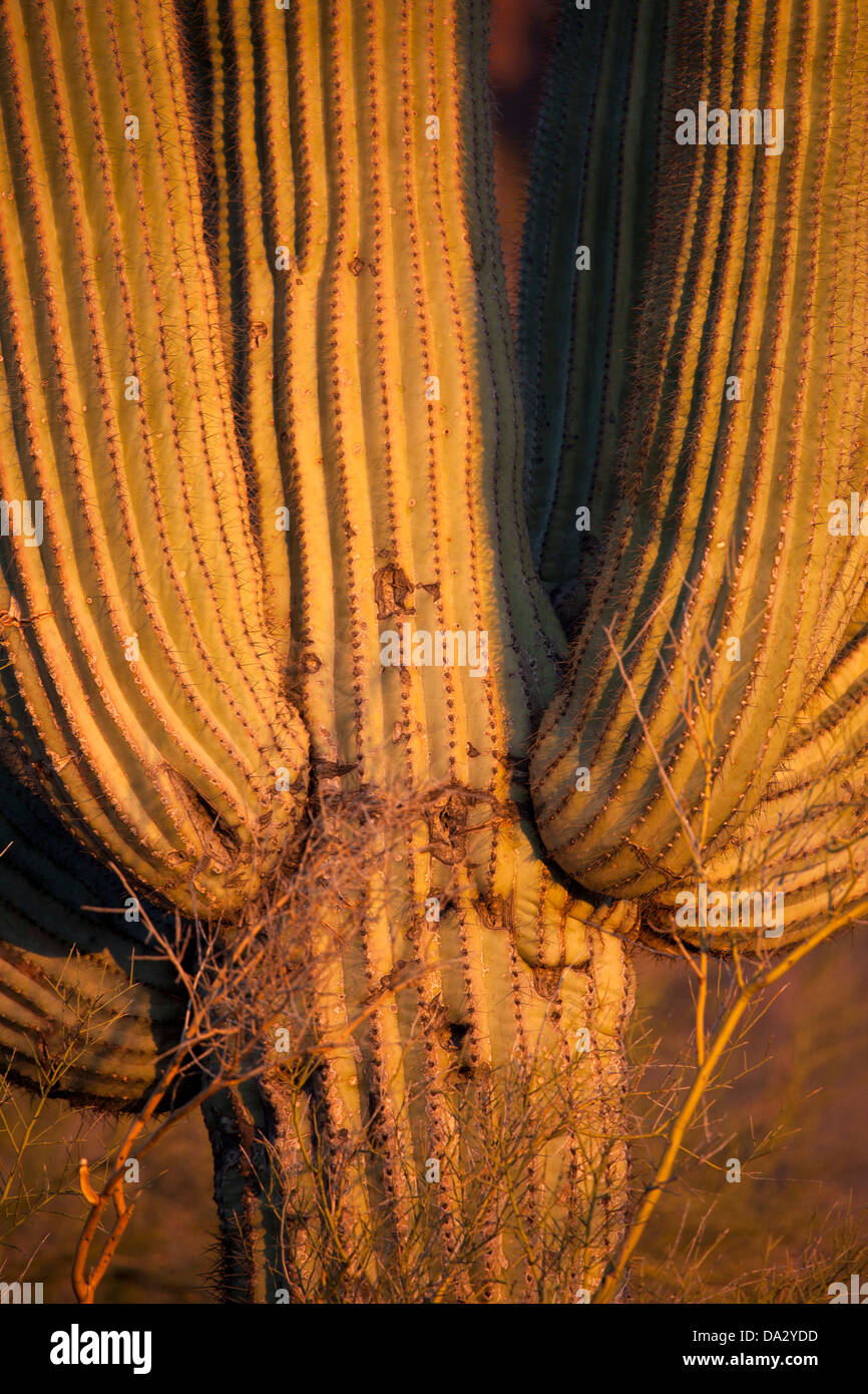 Cactus Saguaro in Lost Dutchman State Park in Apache Junction, Arizona. Foto Stock