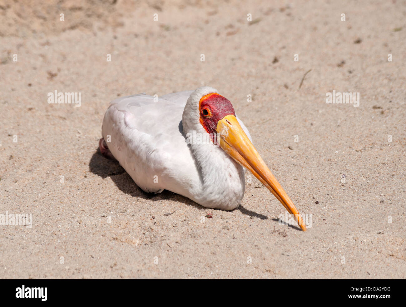 Giallo fatturati Stork Foto Stock