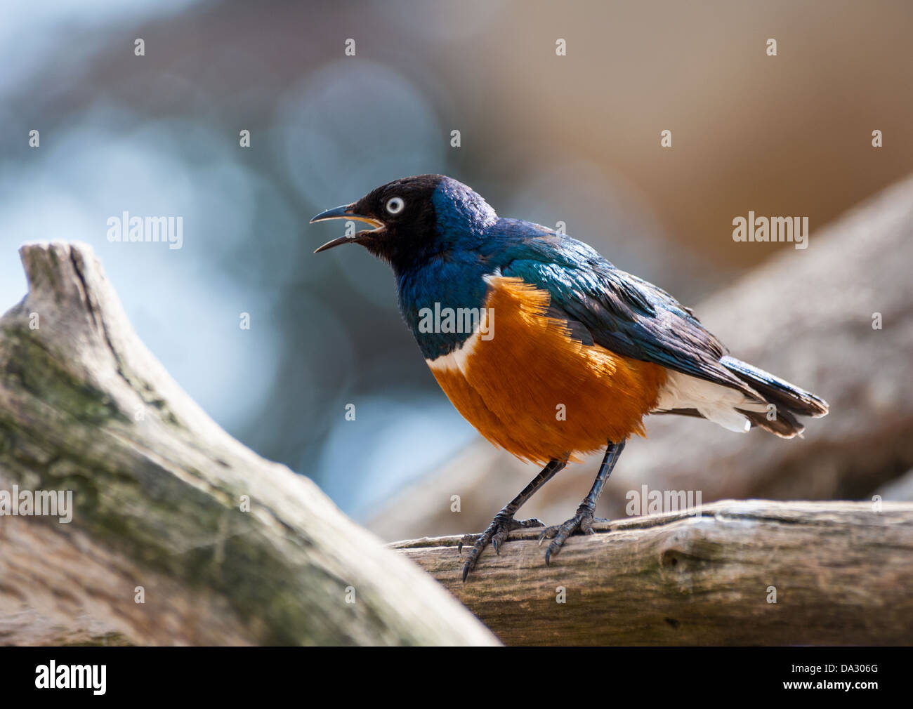 Chiudere il rame Tailed Starling Foto Stock