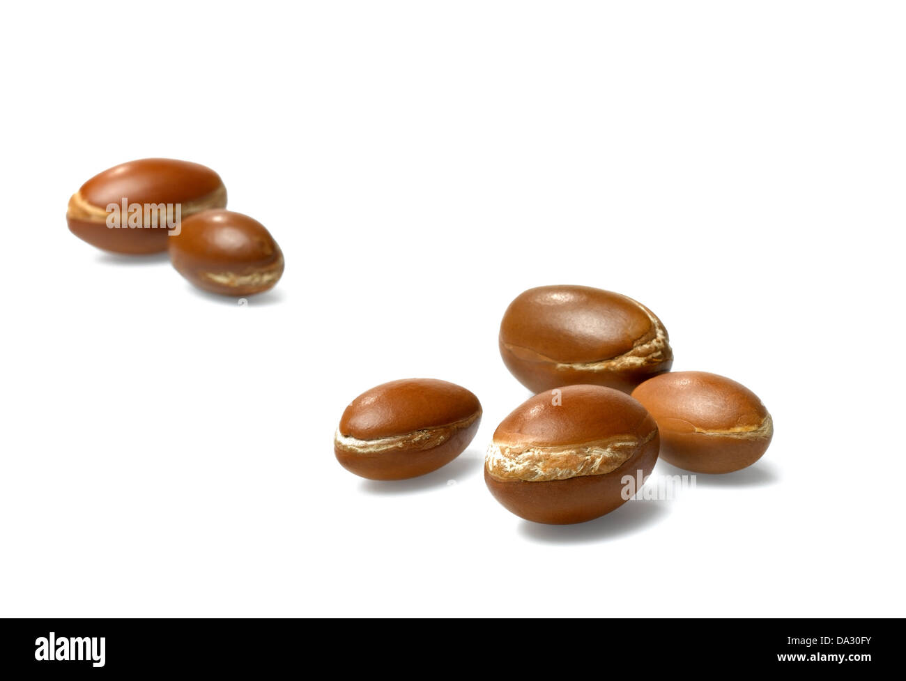 I dadi di argan Foto Stock