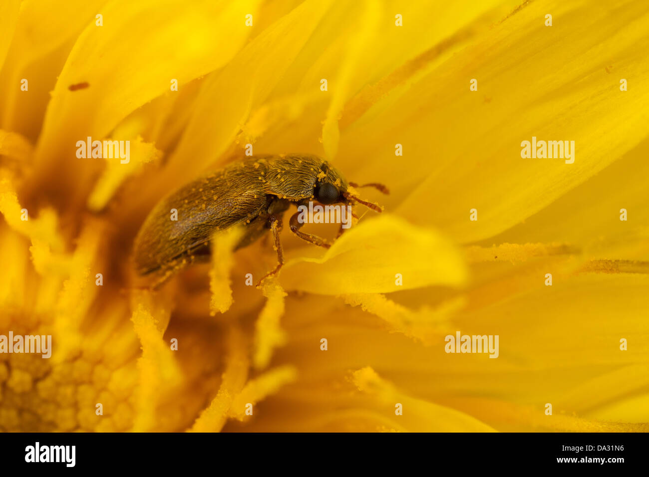Un piccolo fiore all'interno di una testa di fiore di leone dandy, Hampshire UK Foto Stock
