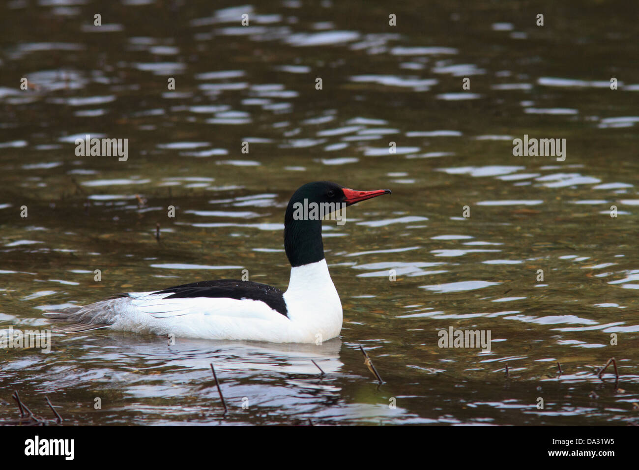 Comune di sesso maschile (merganser Mergus merganser) accanto all'acqua. Foto Stock