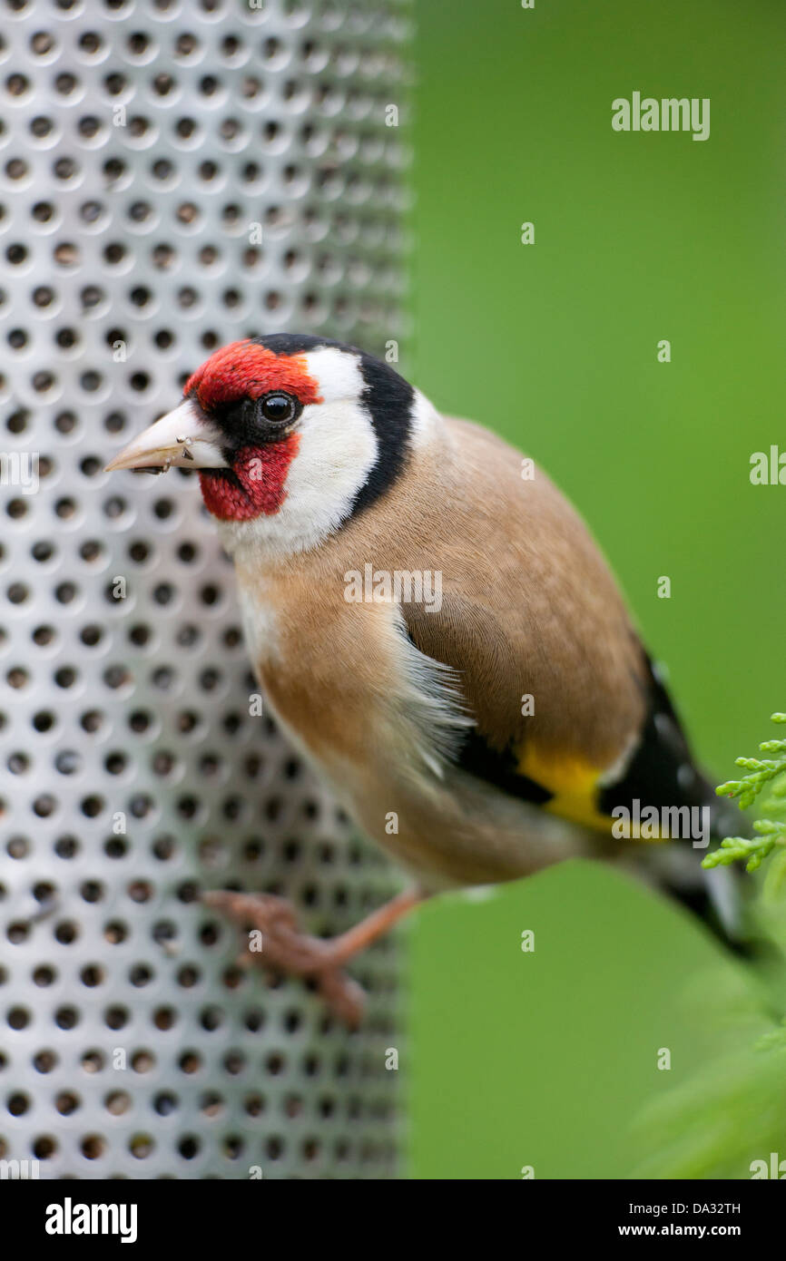 Cardellino sul niger seed bird feeder Hampshire Inghilterra Foto Stock