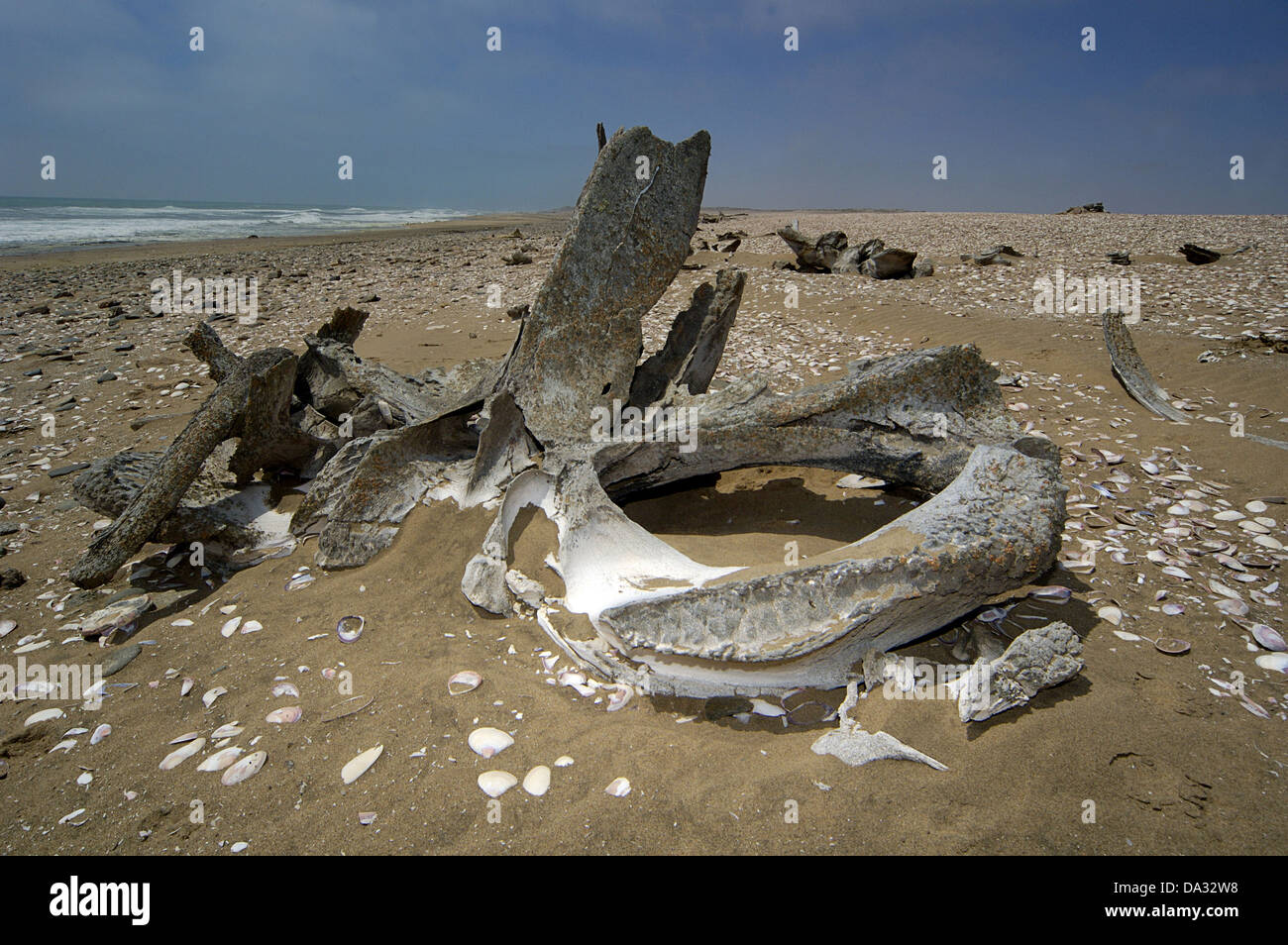 Whale osso rimane, Skeleton Coast Namibia Foto Stock