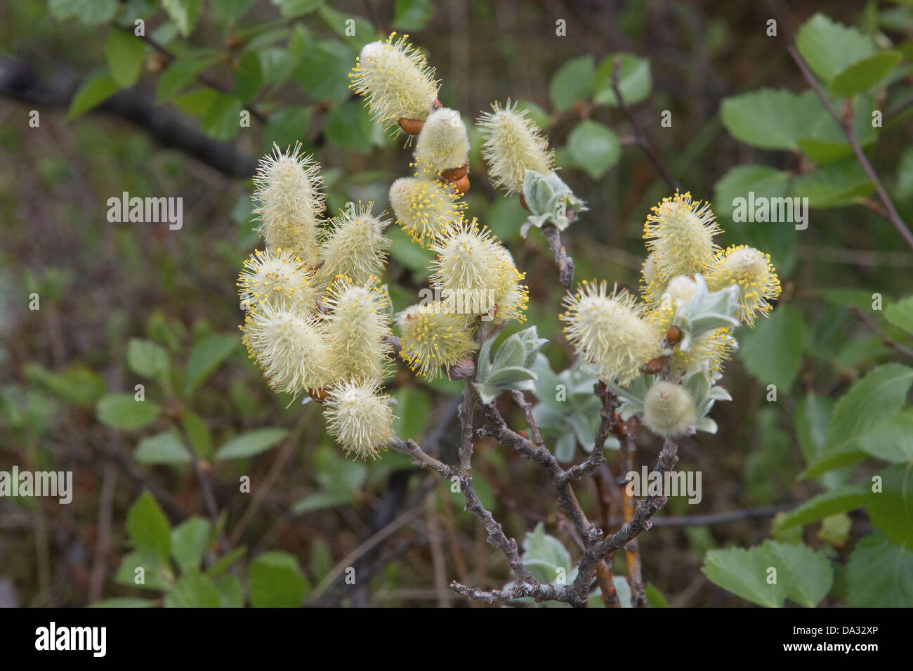 Lanosi Willow (Salix lanata) amento maschile Svartifoss fiori Parco Nazionale di Islanda Europa estate Giugno Foto Stock