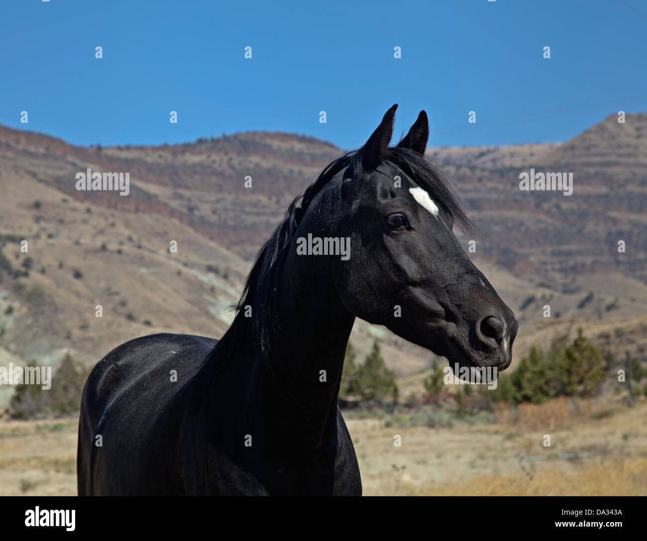 La testa e le spalle di un cavallo nero con stella bianca, orecchie pungere con le colline dietro Foto Stock