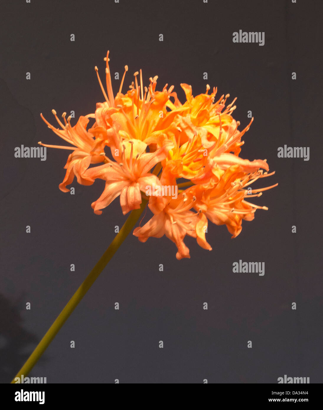 Arancione fiore nerine testa contro uno sfondo scuro Foto Stock