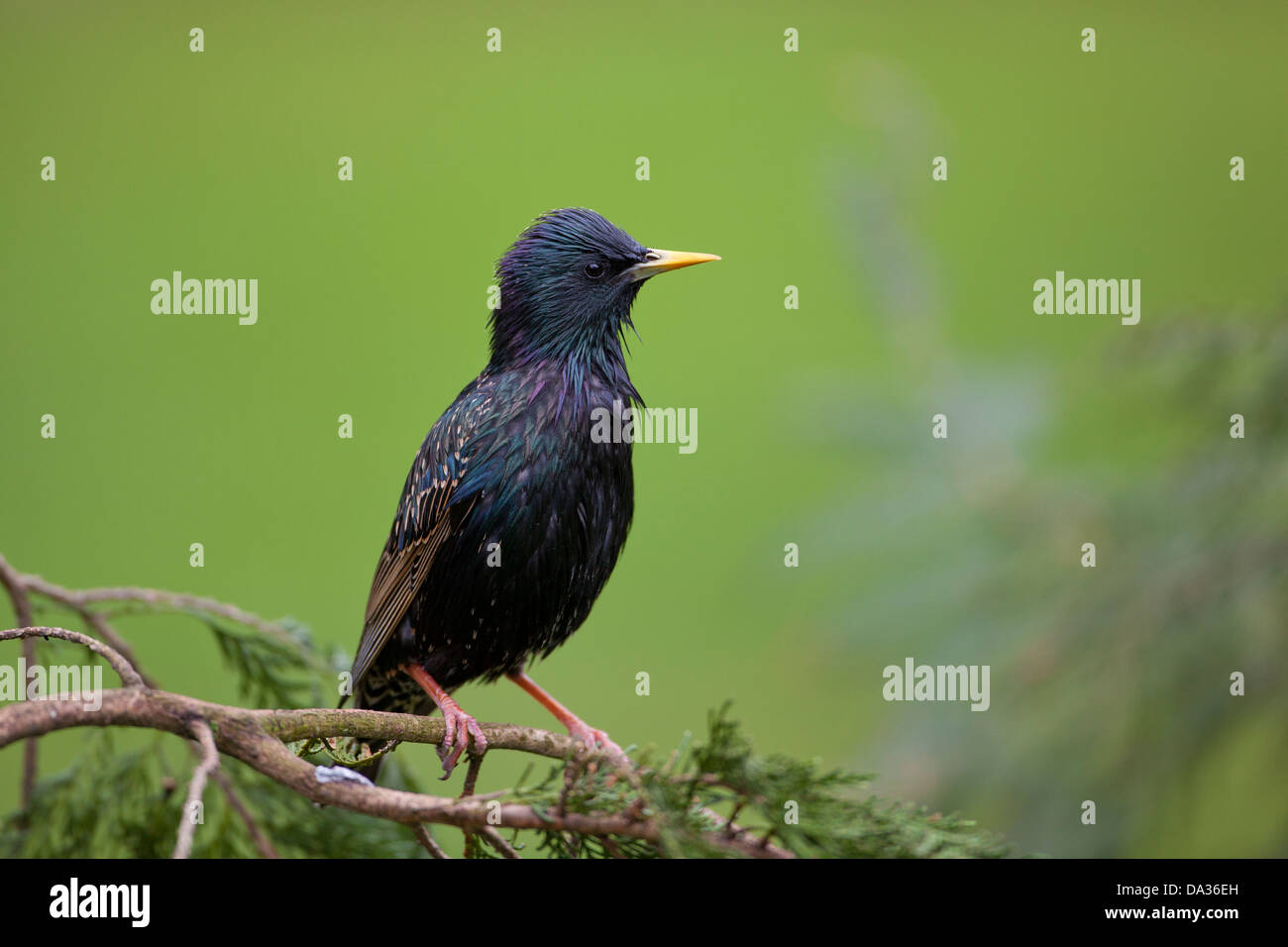 Un wet starling si siede su un ramo di un albero di conifera Foto Stock
