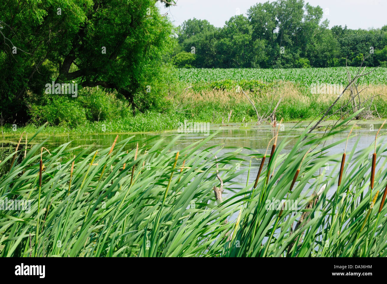 Terreni agricoli delle zone rurali e di palude. Foto Stock
