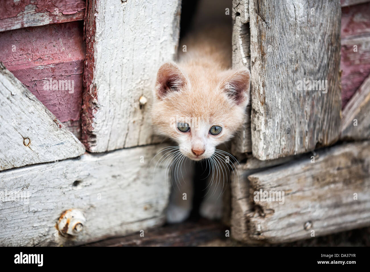Kitten spiata attraverso aletti Foto Stock