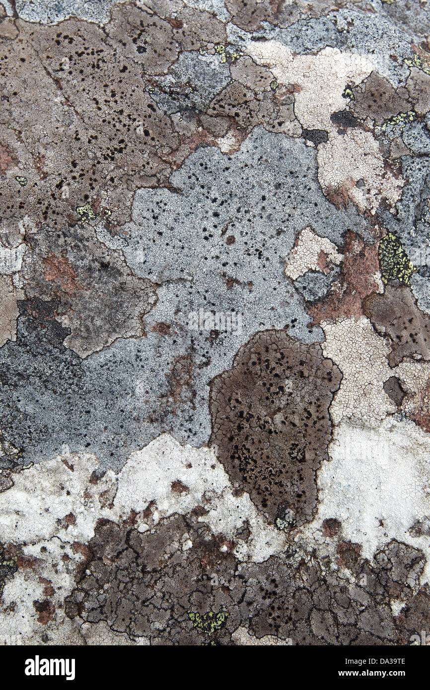 Vari colori di lichen su una roccia sul litorale di Enard Bay, Sutherland, a nord-ovest della Scozia, Regno Unito Foto Stock