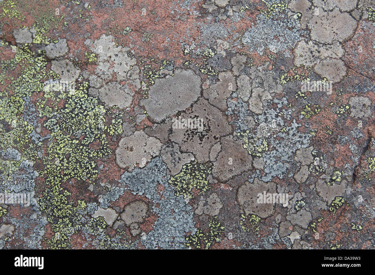 Vari colori di lichen su una roccia sul litorale di Enard Bay, Sutherland, a nord-ovest della Scozia, Regno Unito Foto Stock