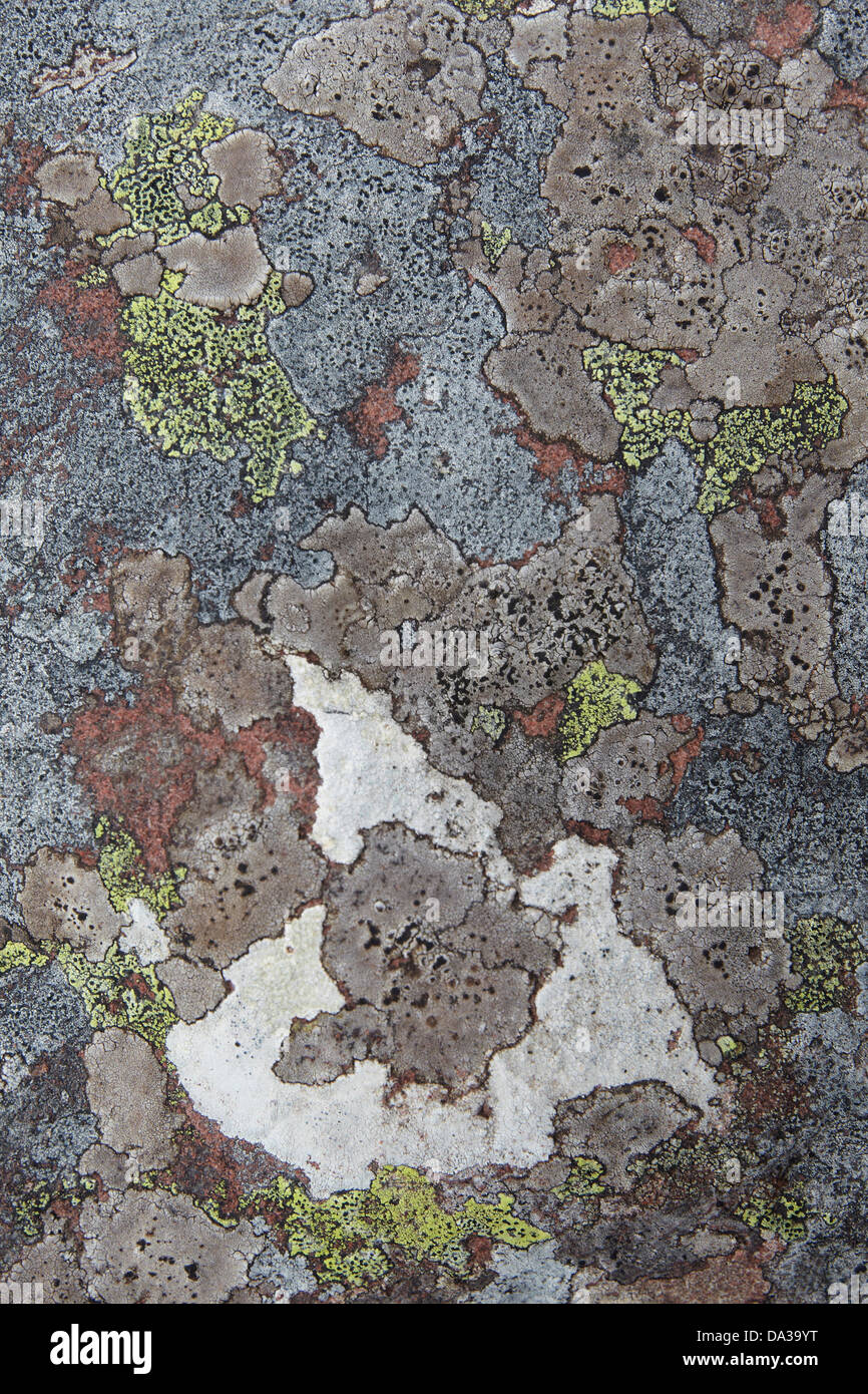 Vari colori di lichen su una roccia sul litorale di Enard Bay, Sutherland, a nord-ovest della Scozia, Regno Unito Foto Stock