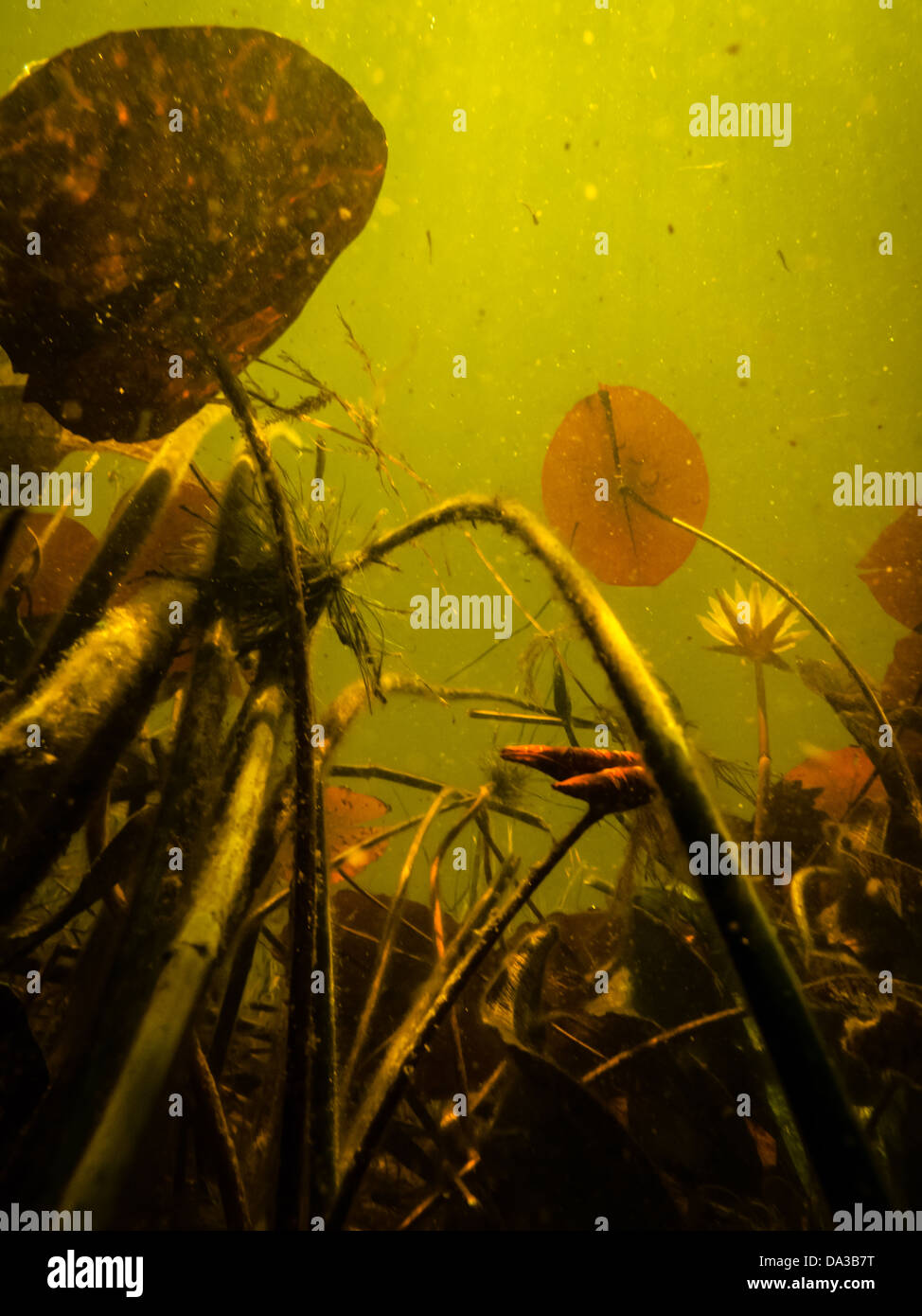 Vista subacquea di lily pad di foglie e di altra vegetazione sommersa nella palude allagata botswana, Africa Foto Stock