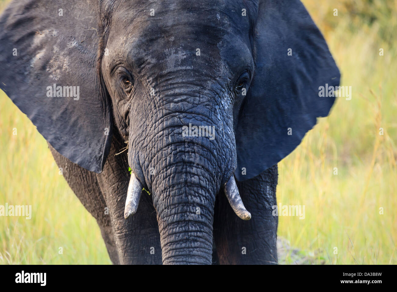 Close-up del volto di un elefante africano Loxodonta africana, nel Chobe National Park, Botswana, Africa Foto Stock