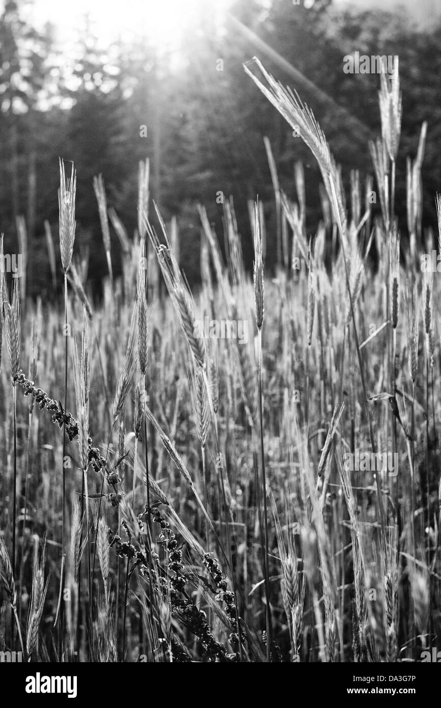 Gli stocchi di orzo Foto Stock