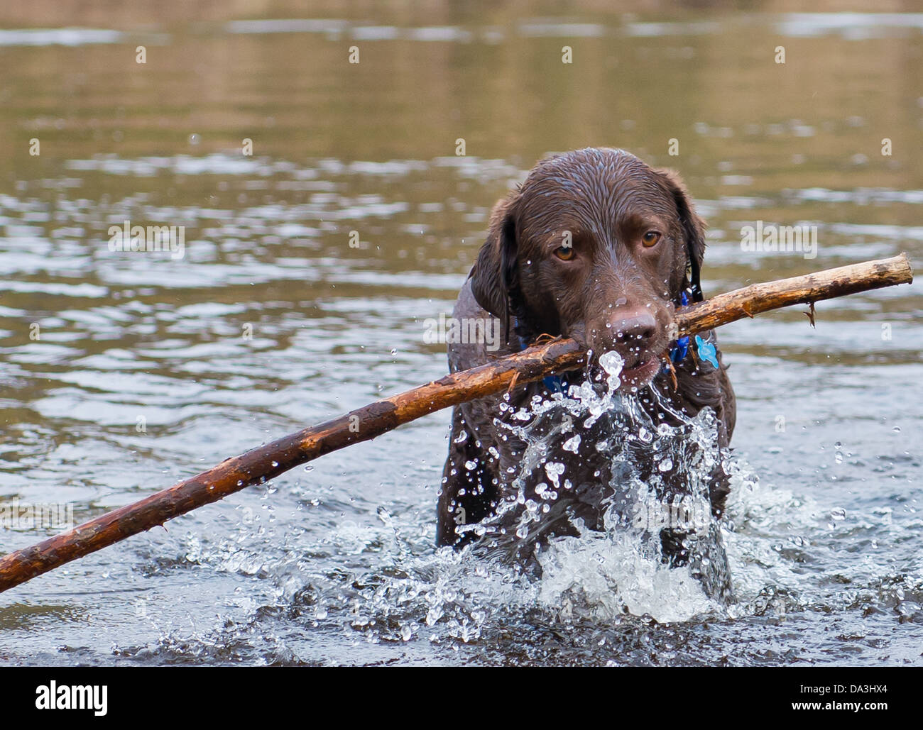 Il Labrador recupero lungo bastone in acqua. Foto Stock