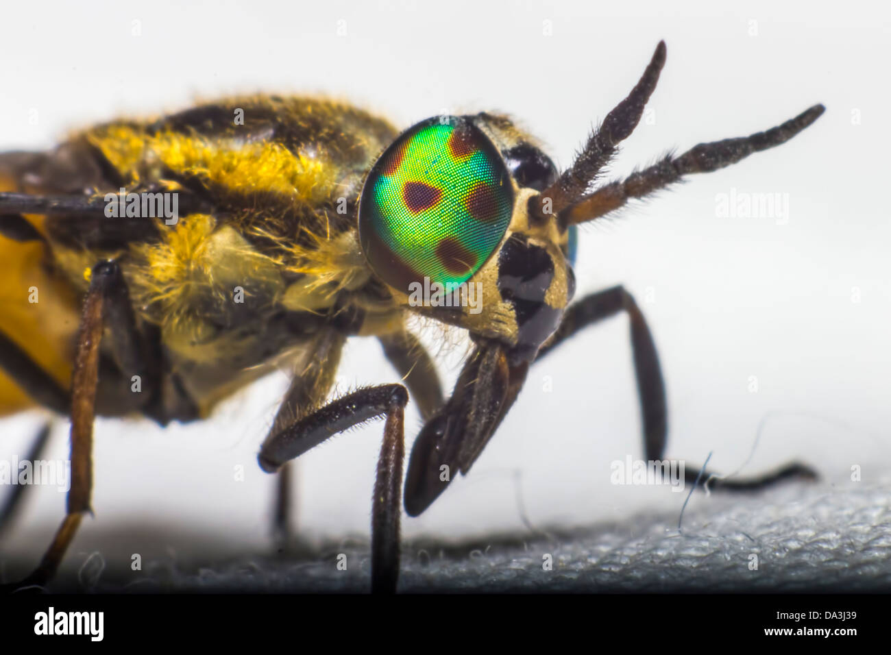 Ritratto di un cavallo-fly Foto Stock