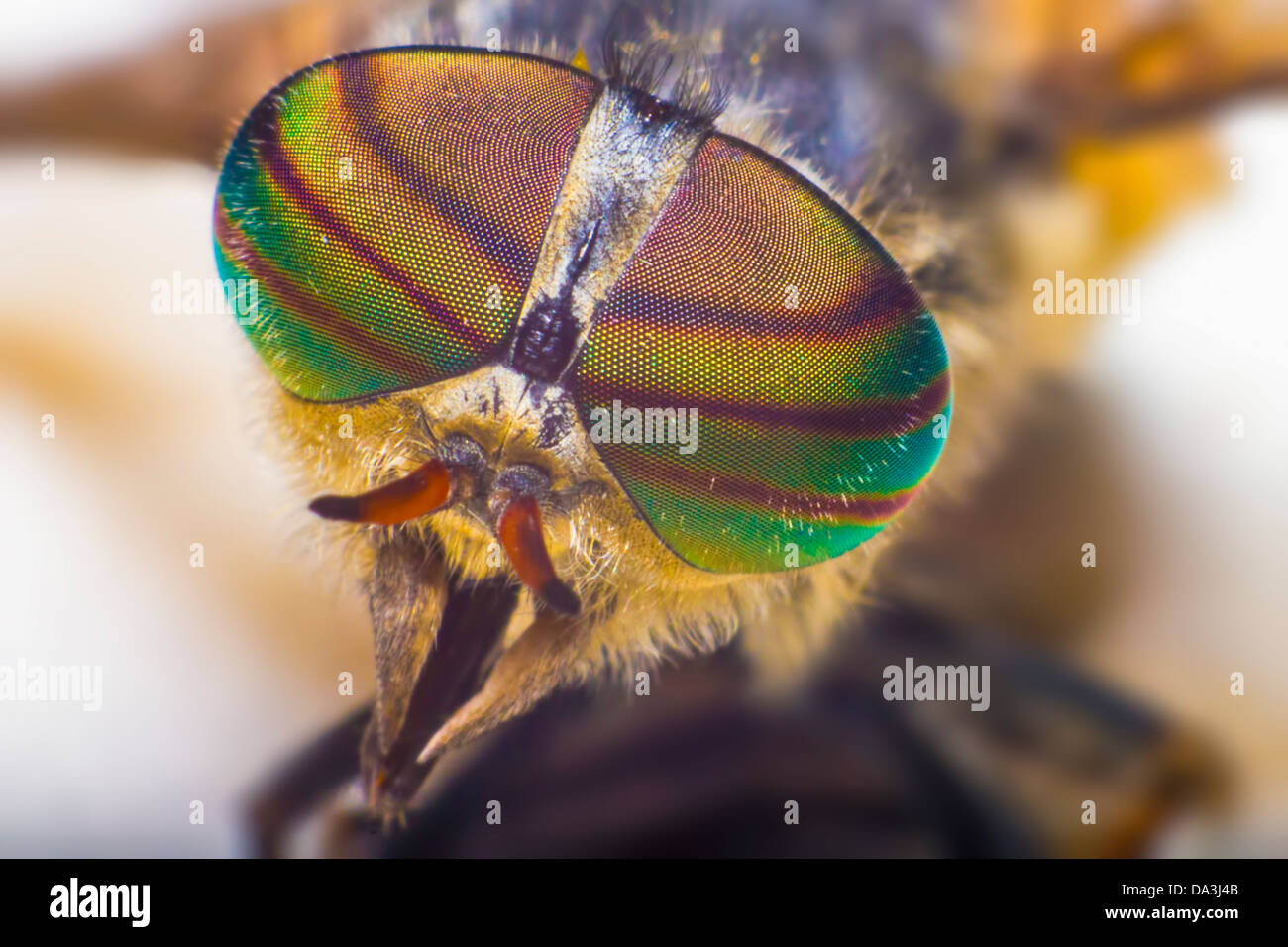 Ritratto di un cavallo-fly Foto Stock