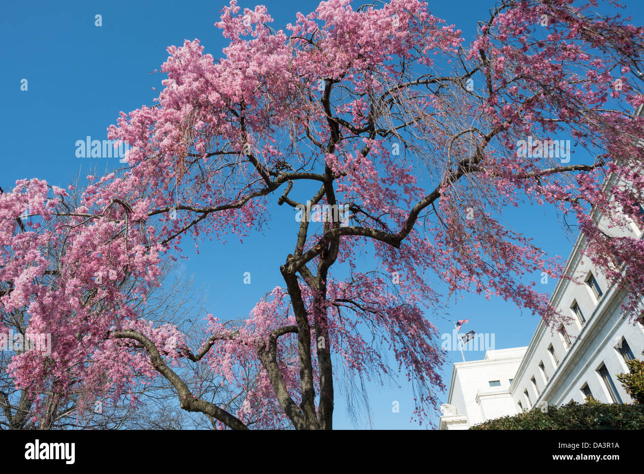 Cherry Blossoms with the Federal Reserve Building in Washington DC // WASHINGTON DC — Un ciliegio piangente fiorisce con il Marriner S. Eccles Federal Reserve Board Building visibile sullo sfondo. Situato su Constitution Avenue, questo è uno dei tanti ciliegi fioriti che fioriscono in tutta la città durante l'annuale National Cherry Blossom Festival. Foto Stock