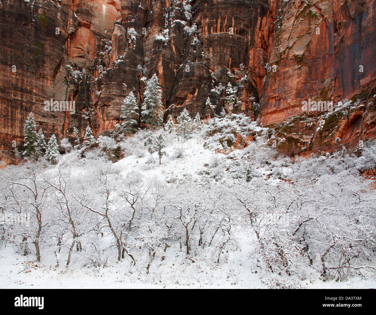 Coperta di neve alberi sotto una roccia durante l inverno al Parco Nazionale Zion, Utah, Stati Uniti d'America Foto Stock