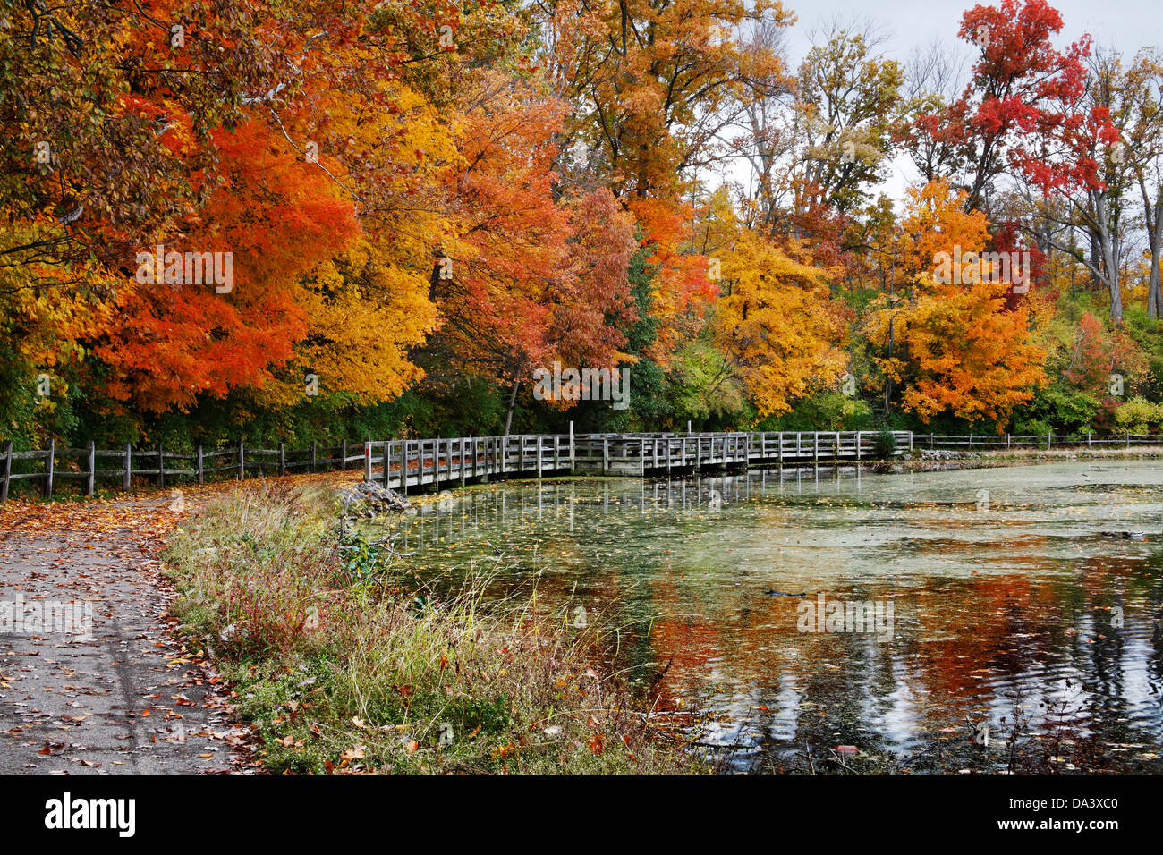 Alberi variopinto positivamente con il colore durante l'Autunno nel parco, percorso a piedi, recinzione e stagno, Sharon boschi, Southwestern Ohio, Stati Uniti d'America Foto Stock