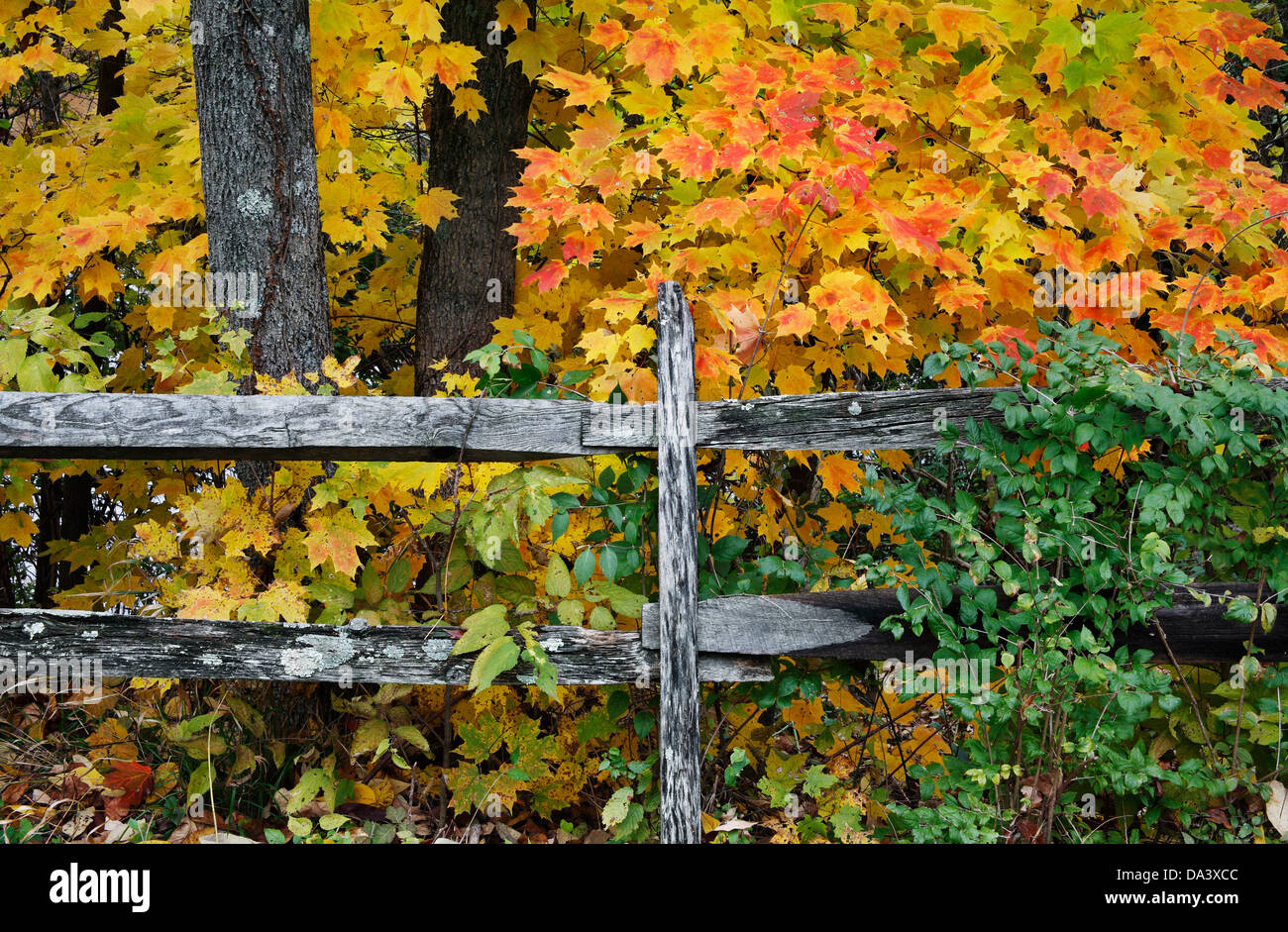 Colorato caduta delle foglie e un vecchio recinto in legno durante l'Autunno nel parco, Sharon boschi, Southwestern Ohio, Stati Uniti d'America Foto Stock