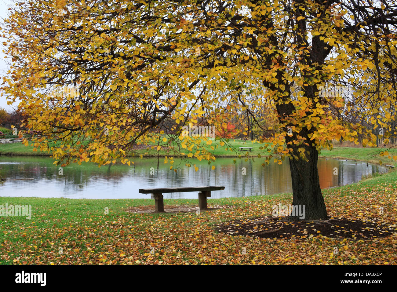 Una panchina nel parco accanto ad un laghetto e un albero colorato in un giorno di pioggia in autunno, Southwestern Ohio, Stati Uniti d'America Foto Stock
