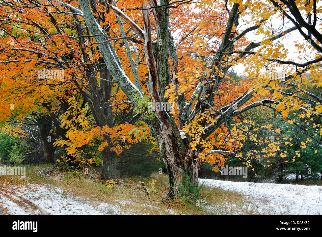Alberi In Autunno colori durante una leggera nevicata a Traverse City, Michigan, Stati Uniti d'America Foto Stock