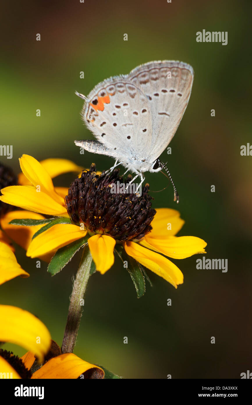 Una piccola farfalla, uno dei Hairstreaks, ristoranti su Black Eyed Susan nettare Foto Stock