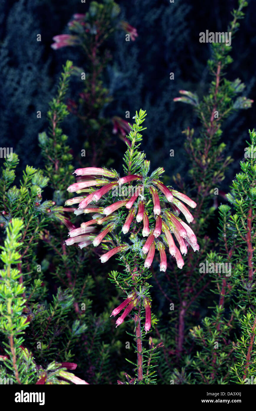 Close-up di bicolore bicolore / / Bi-colorati fiori Heath- Erica scolorire - Famiglia Ericaceae Foto Stock