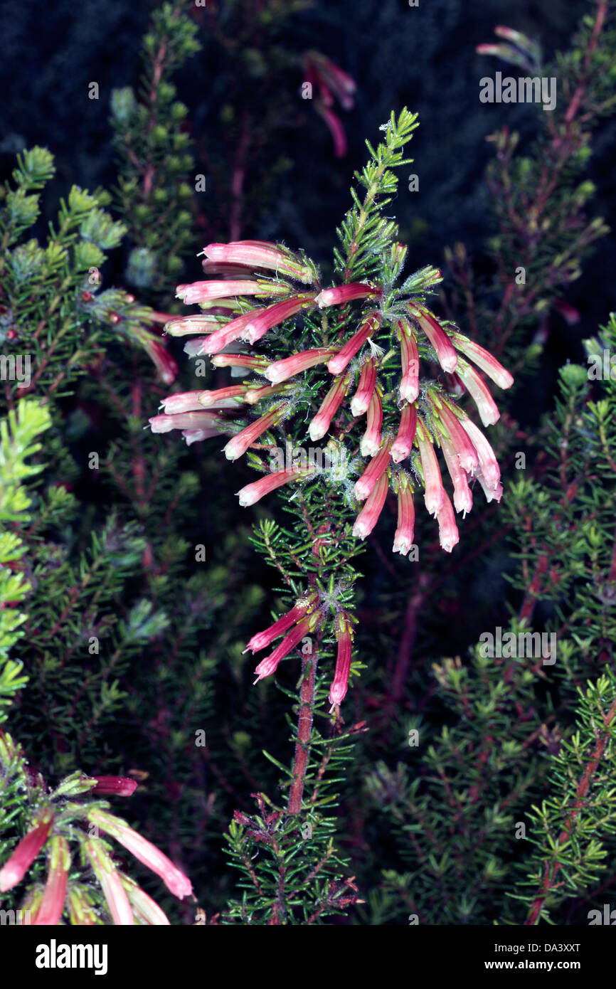 Close-up di bicolore bicolore / / Bi-colorati fiori Heath- Erica scolorire - Famiglia Ericaceae Foto Stock