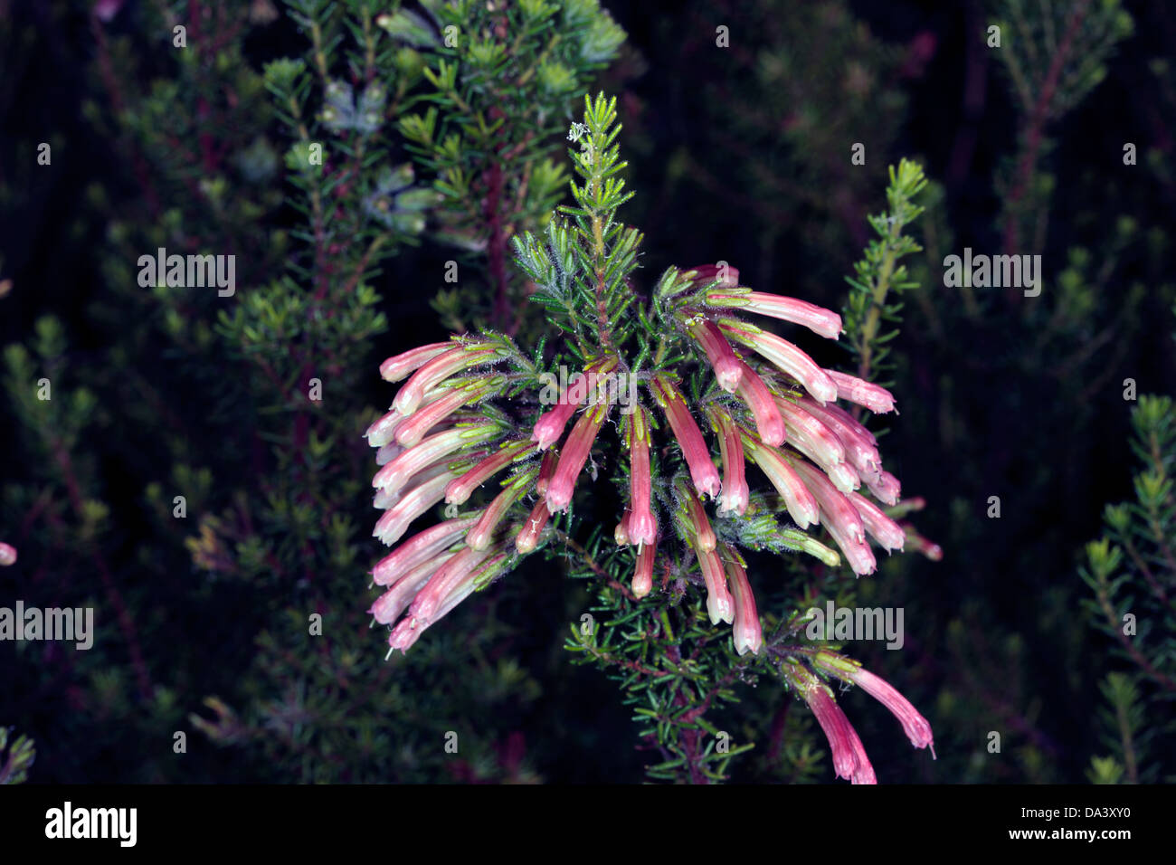 Close-up di bicolore bicolore / / Bi-colorati fiori Heath- Erica scolorire - Famiglia Ericaceae Foto Stock